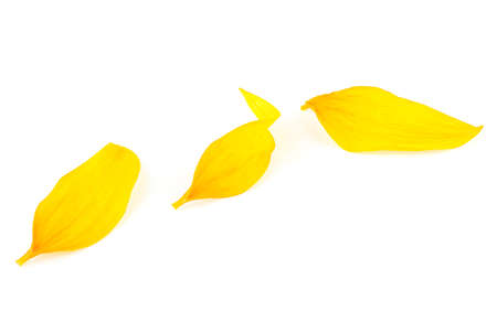Three yellow petals isolated on a white background. Sunflower petals.の写真素材