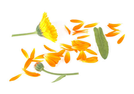 Calendula. Flowers, petals and leaves isolated on a white background, top view. Medicinal herb.の写真素材