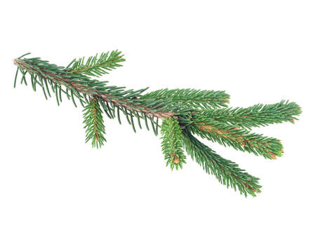 Branch of fir tree isolated on a white background. Christmas tree branch.の写真素材