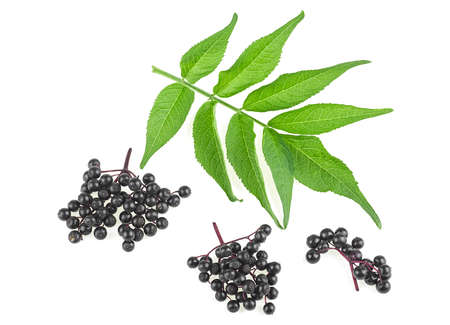 Twigs of elderberries with green leaves isolated on a white background. Walewort berries. Sambucus.の写真素材