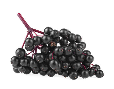 Black berries of elder on branch isolated on a white background. Sambucus.の写真素材