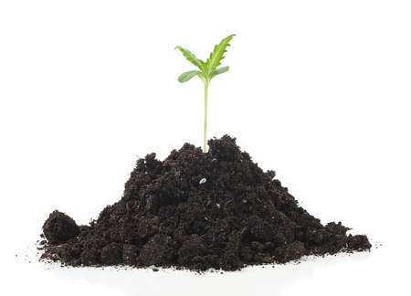 Pile of soil with cannabis sprout isolated on a white background. Marijuana tree.の写真素材