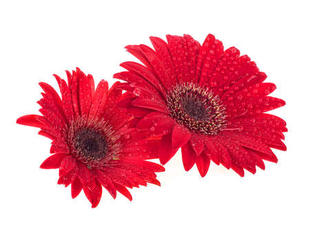 Beautiful red gerbera flowers isolated on a white backgroundの写真素材