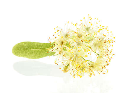 Isolated flower of linden on a white background. Linden blossom.の写真素材