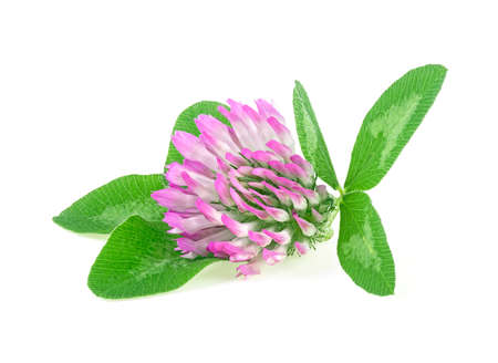 Clover flower with green leaves isolated on a white background, close up. Medical herb.の写真素材