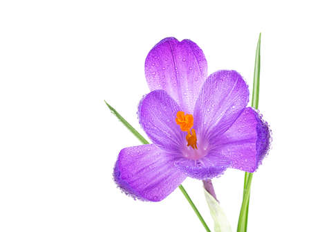 Fresh spring flower - crocus flower in water drops isolated on a white background.の写真素材