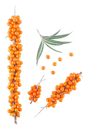 Sea buckthorn. Branches with berries and leaves isolated on a white background, top view.の写真素材