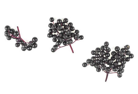 Twigs of elderberries isolated on a white background. Walewort berries. Sambucus.の写真素材