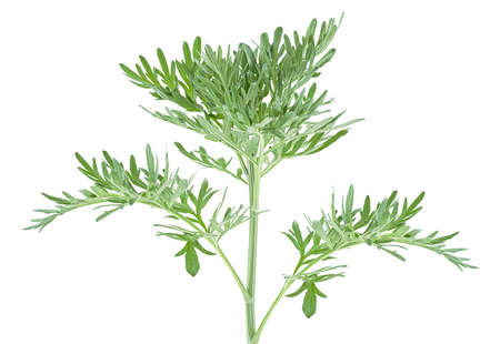 Sprig of medicinal wormwood on a white background. Sagebrush sprig. Artemisia, mugwort.の写真素材