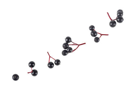 Fresh elderberries isolated on a white background, top view. Sambucus. Black elderberry.