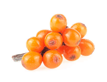 Sea buckthorn berries branch isolated on a white backgroundの写真素材
