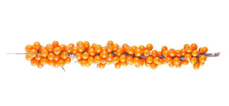 Sea buckthorn. Branch with berries isolated on a white background, top view.の写真素材