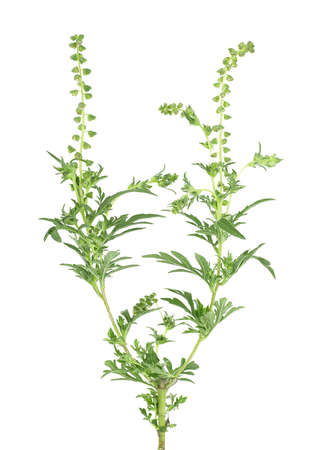 Branch of ambrosia plant isolated on a white background. Ragweed bush. Allergy-causing plant. Weed bursages.の写真素材