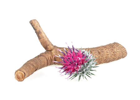 Burdock root and burdock flower isolated on a white backgroundの写真素材