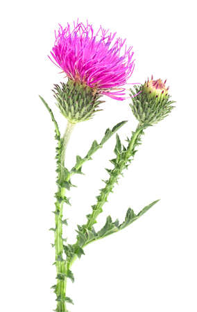 Milk thistle flower on stem isolated on a white backgroundの写真素材