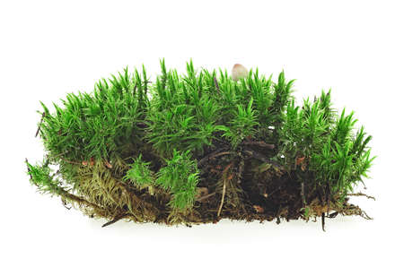 Green moss isolated on a white background. Green forest moss.の写真素材