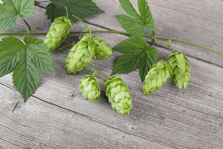 Fresh green hops with leaves on a wooden table. Concept of beer production. Brewing. Beer ingredients.の写真素材