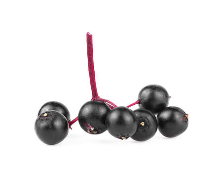Twig with elderberries on a white background. Black elderberry fresh fruit isolated. Sambucus.の写真素材