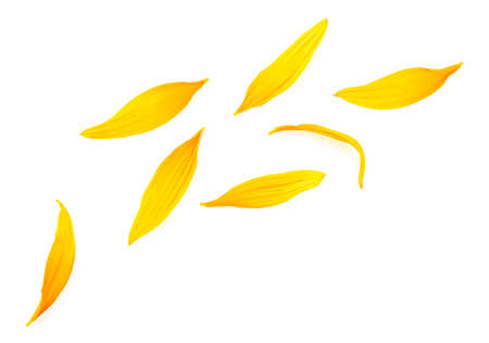 Fresh yellow petals of sunflower isolated on a white background. Top view.の写真素材