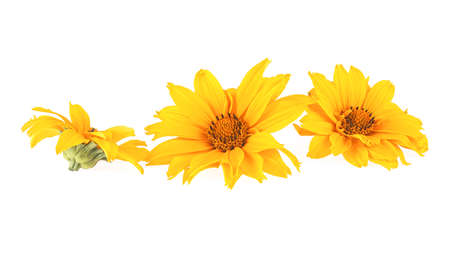 Three yellow flowers isolated on a white backgroundの写真素材