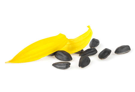 Sunflower petals and seeds of sunflower isolated on a white backgroundの写真素材