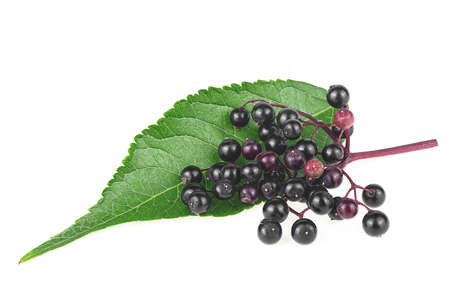 Black elderberries with twig and green leaf isolated on a white background. Sambucus.の写真素材