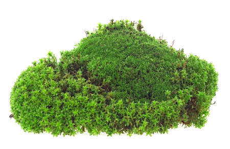 Green moss with grass isolated on a white background. Forest moss. Natural moss.の写真素材