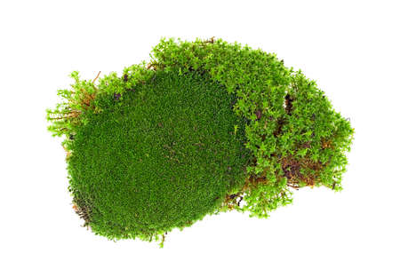 Green forest moss isolated on a white background, top view.の写真素材