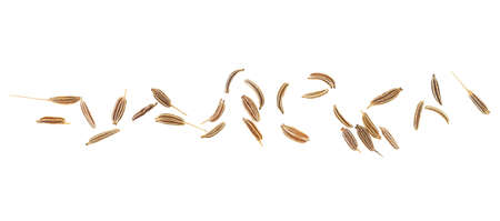 Dried caraway seeds isolated on a white background, top view. Cumin seeds.の写真素材