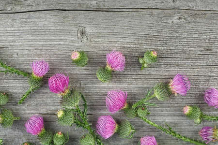 Wild medicinal plant thistle on a wooden background. Thistles on a wooden desk.の写真素材
