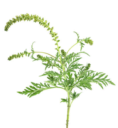 Ragweed plant isolated on a white background. Ambrosia artemisiifolia.の写真素材