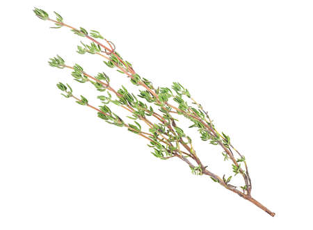 Fresh thyme sprig isolated on a white background. Thyme fresh herb. Lemon thyme herb fragrant.の写真素材