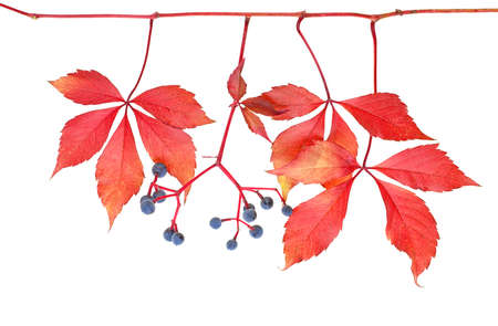 Red leaves of wild grapes and berries isolated on a white backgroundの写真素材