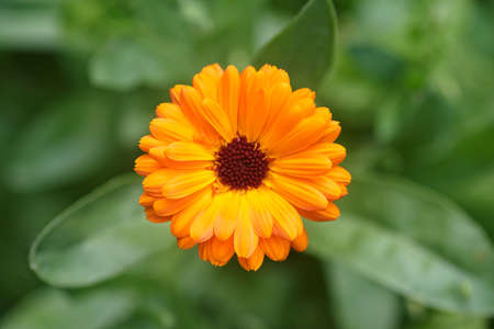 Calendula flower on green nature summer background, selective focus. Calendula medicinal plant. Calendula officinalis.の写真素材