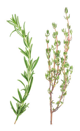 Rosemary and thyme isolated on a white background, top view. Aromatic herbs.の写真素材