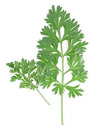 Wormwood branches isolated on a white background. Medicinal wormwood. Artemisia.の写真素材