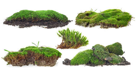 Set of green moss isolated on a white backgroundの写真素材