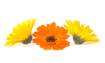 Beautiful blooming yellow marigold flowers on a white background. Calendula officinalis. Three flowers of calendula.の写真素材