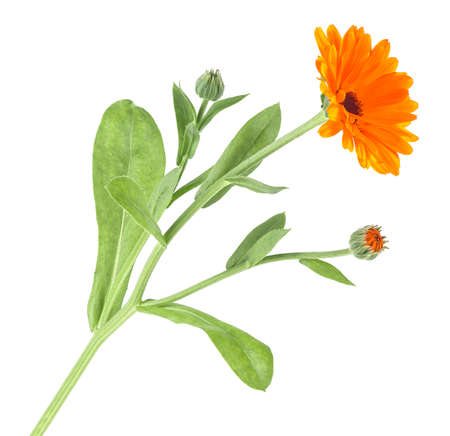 Medicinal herb - orange Calendula flower plant. Flowers with leaves isolated on a white background.の写真素材