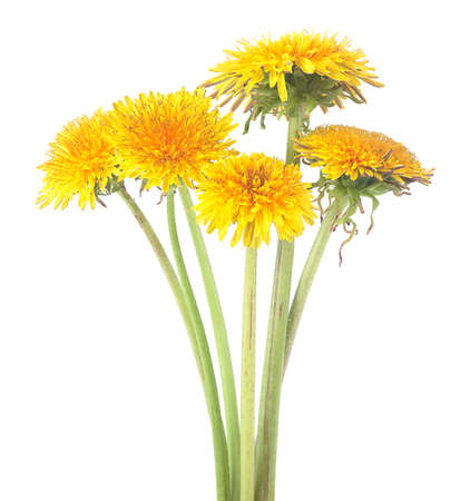 Yellow dandelion flowers isolated on a white backgroundの写真素材