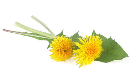 Flowers of dandelions with leaves isolated on a white background, close up.の写真素材