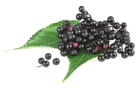 European elder. Sambucus (Elder or Elderberry). Elderberries with twig and green leaves isolated on a white background.の写真素材