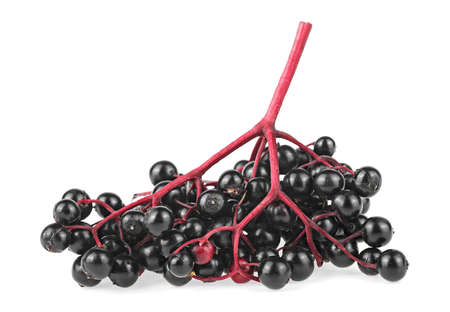 Black elderberries on red twig isolated on a white background. Walewort berries. Selective focus.の写真素材
