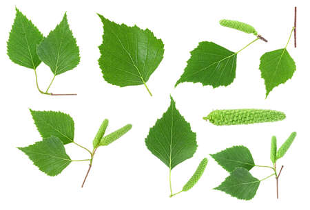 Set of birch tree green leaves and seeds isolated on a white background. Collection of images.の写真素材