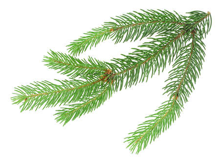 Branch of fir tree isolated on a white background. Pine branch.の写真素材