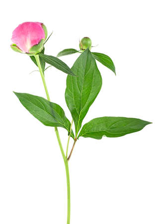 Pink peony flower with green leaves isolated on a white background. Beautiful pink peony flower.の写真素材