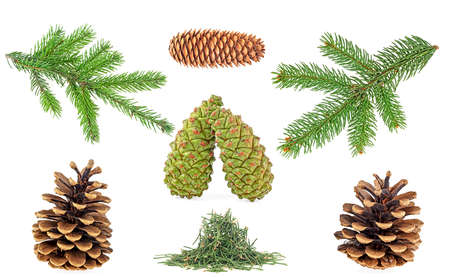 Set of christmas pine cones, branches and fir tree needles isolated on a white backgroundの写真素材