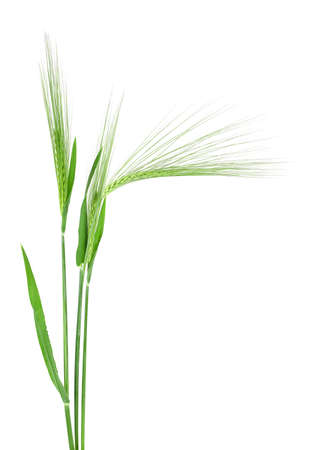 Green spikelets of barley isolated on a white background. Three spikelets.の写真素材
