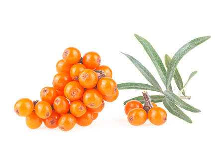Branch of sea buckthorn berries with leaves isolated on a white backgroundの写真素材