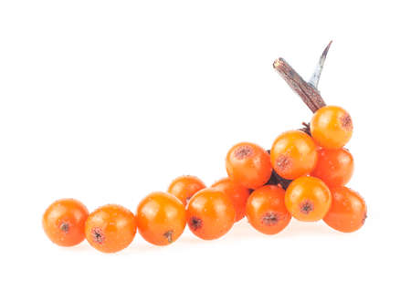 Sea buckthorn - Fresh ripe berries on branch isolated over white background.の写真素材
